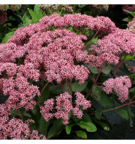 rozchodnik-cloud-walker-sedum.jpg