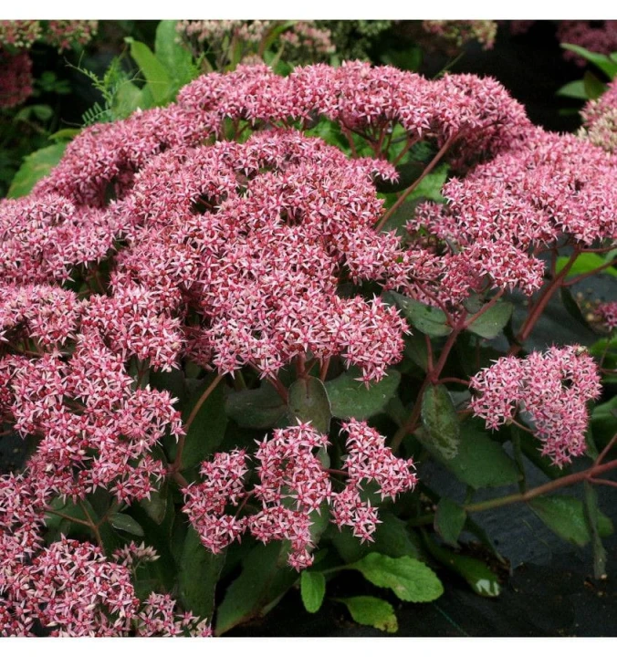 rozchodnik-cloud-walker-sedum.jpg
