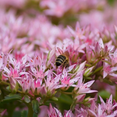 rozchodnik-okazały Hot-stuff.jpg