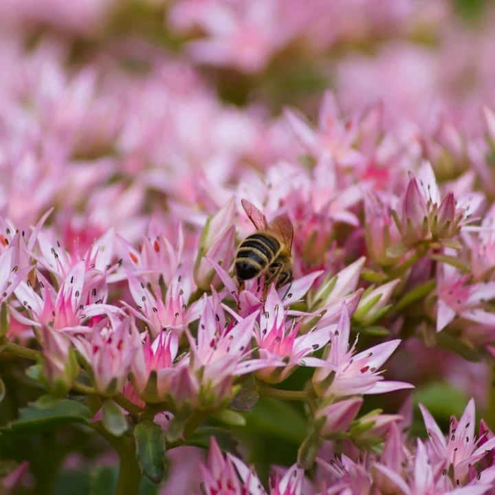 rozchodnik-okazały Hot-stuff.jpg