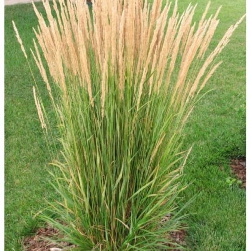 Trzcinnik-kolczastokwiatowy-Overdam