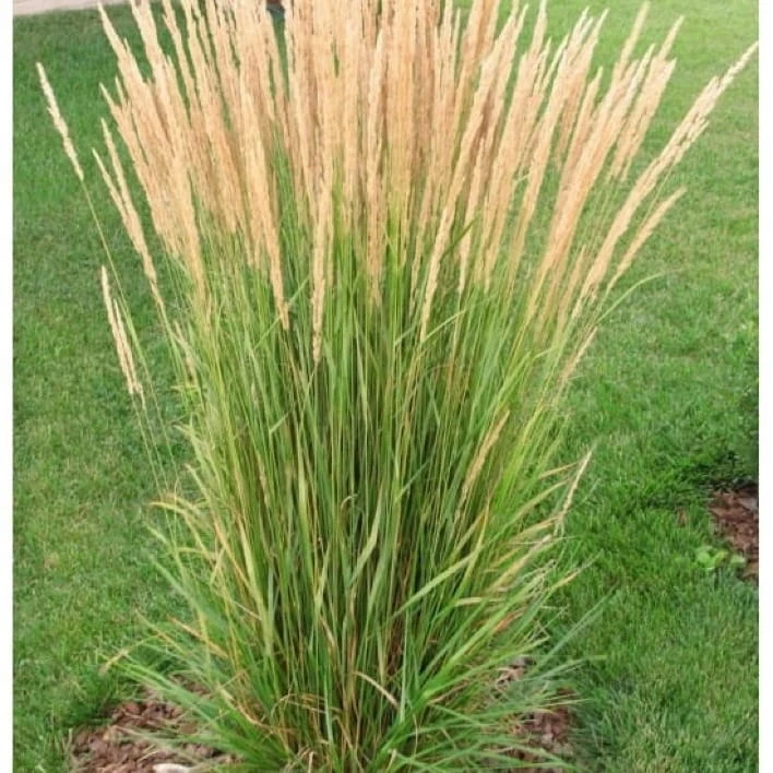 Trzcinnik-kolczastokwiatowy-Overdam