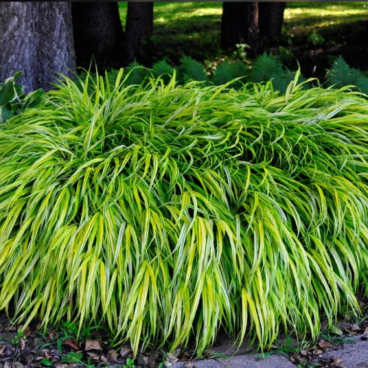 Hakonechloa Aureola