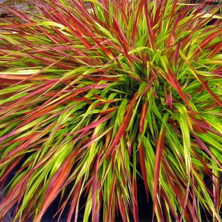 Hakonechloa-Mulled-Wine.jpg