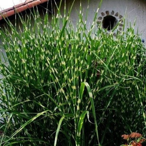 865a55e24443949c5387c745eba49afc