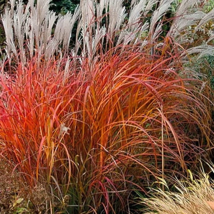 miskant-chinski-purpurascens