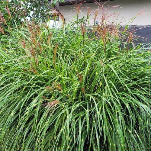 miskant-chinski-punktchen