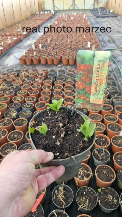 sadzonka--Summer-Pepper.jpg