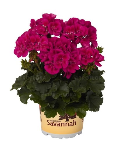 savanna Tex Mex Merlot Sizzle_1.jpg