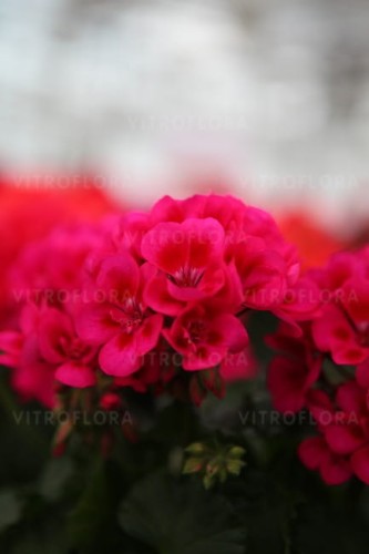 savanna Tex Mex Merlot Sizzle2.jpg