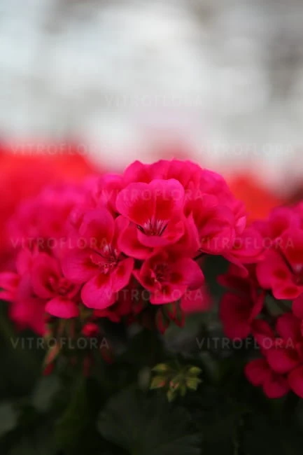 savanna Tex Mex Merlot Sizzle2.jpg