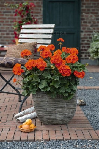 savannah_oh so Orange117042.jpg