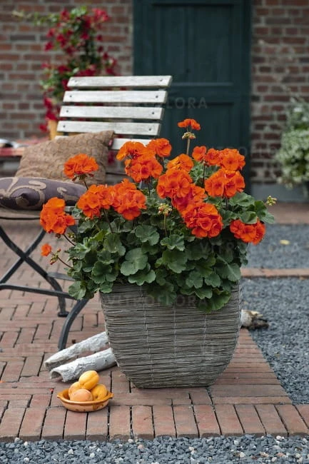 savannah_oh so Orange117042.jpg