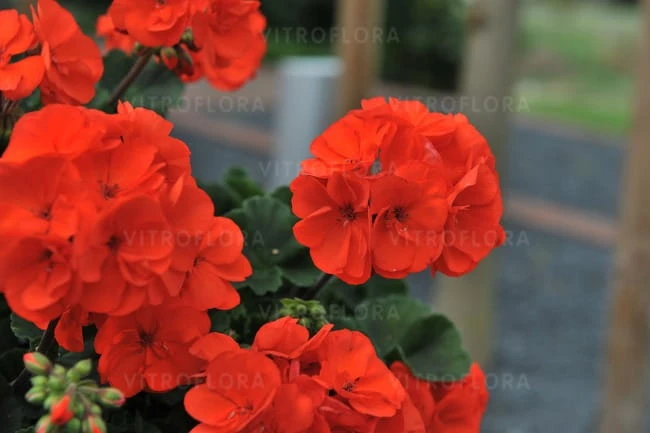 savannah_oh so Orange117043.jpg