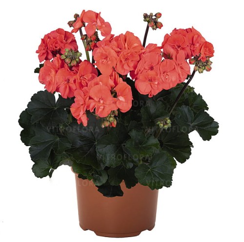 Savannah™ Salmon.jpg