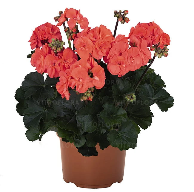 Savannah™ Salmon.jpg