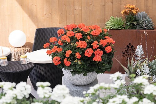 Savannah™ Salmon2.jpg