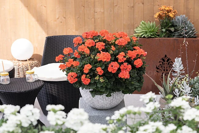 Savannah™ Salmon2.jpg