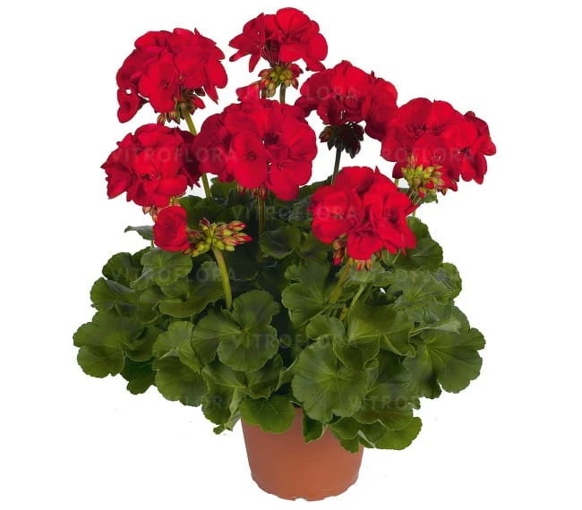 Survivor Idols® Dark Red.jpg