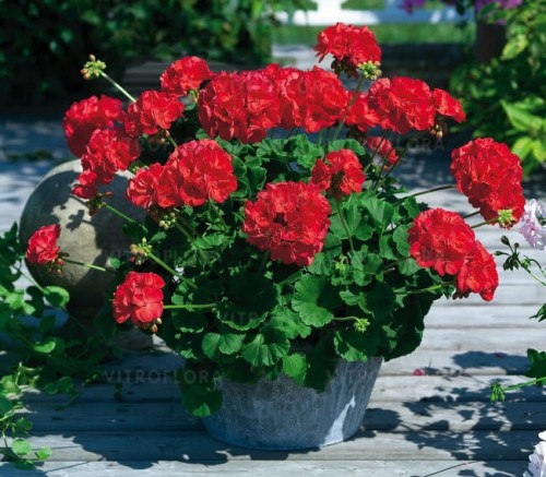 Survivor Idols® Dark Red1.jpg