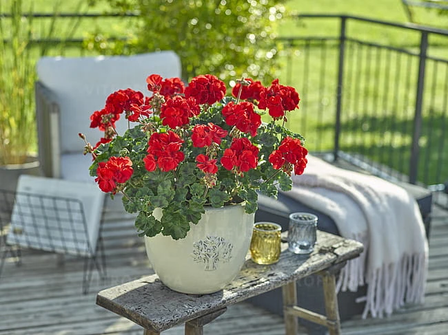 Trendix Dark Green Red1.jpg