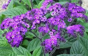 heliotrop blue marina.jpg