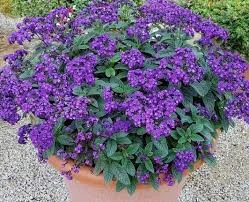 heliotrop blue marina1.jpg