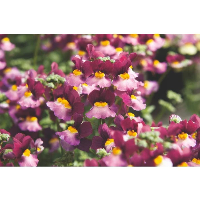 nemesia_fairy_kisses_boysenberry.jpg