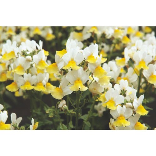 nemesia_fairy_kisses_citrine.jpg