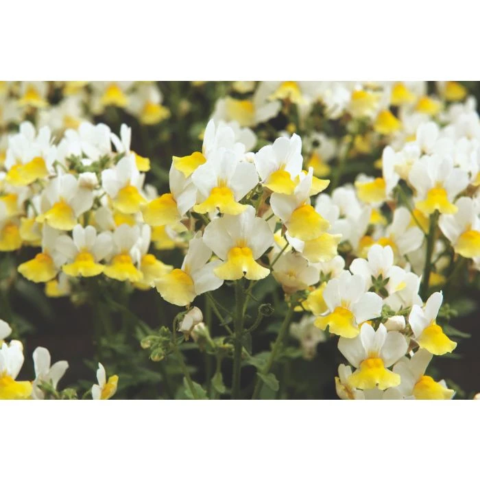 nemesia_fairy_kisses_citrine.jpg