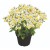 nemesia_fairy_kisses_citrine_1.jpg