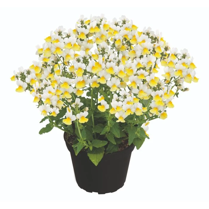 nemesia_fairy_kisses_citrine_1.jpg