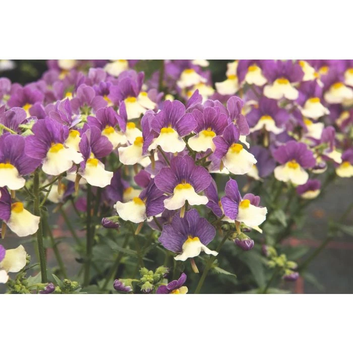 nemesia_fairy_kisses_vanilla_berry.jpg