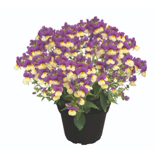 nemesia_fairy_kisses_vanilla_berry_1.jpg