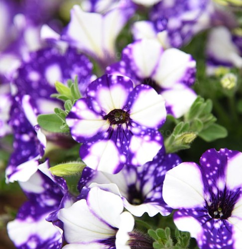 Specials Night Sky2.jpg