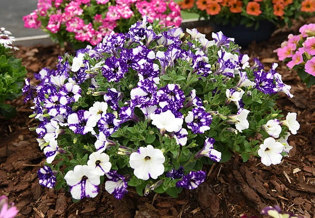 Specials Night Sky3.jpg