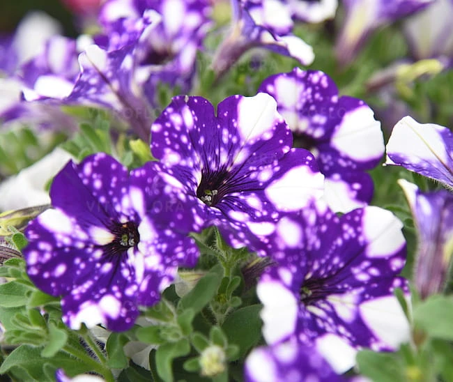 Specials Night Sky4.jpg