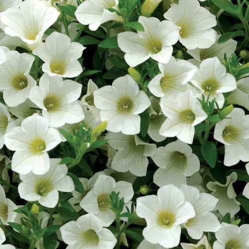 Surfinia Table White.jpg