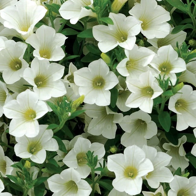 Surfinia Table White.jpg