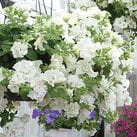 tumbelina diana3.jpg