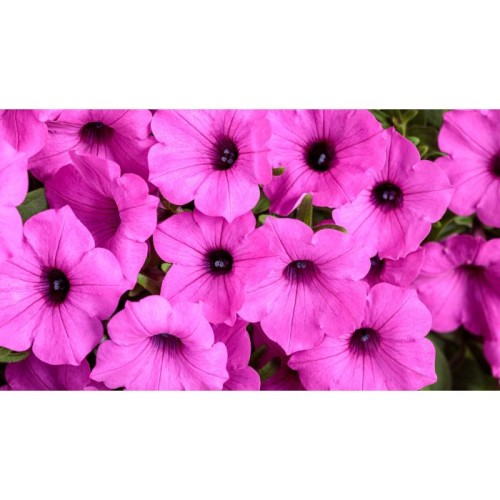 petunia_supertunia_vista_jazzberry__.jpg