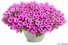 supertunia_vista_jazzberry1.jpg