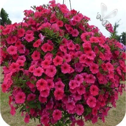 supertunia PARADISE1.JPG