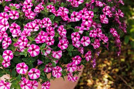 supertunia raspberry star.jpg