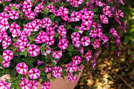 supertunia raspberry star.jpg