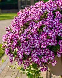 supertunia raspberry star1.jpg