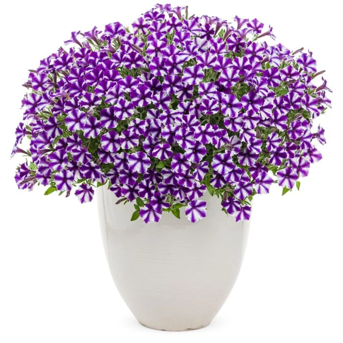 supertunia_violet_star_.jpg