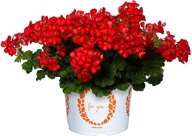 Grand idols glory days red orange bicolor 4.jpg