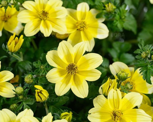 bid yellow splah2.jpg