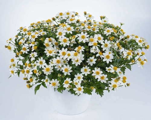 bidens-white-delight_1.jpg